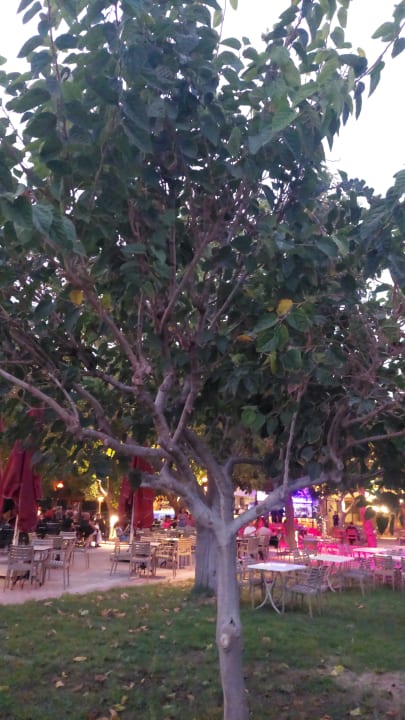 Gastro Hotel Gardenia Beach