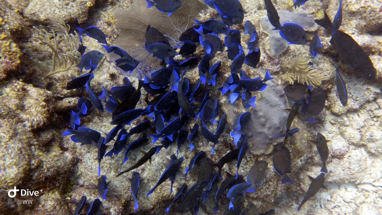 Sport & Freizeit Akumal Bay Beach & Wellness Resort