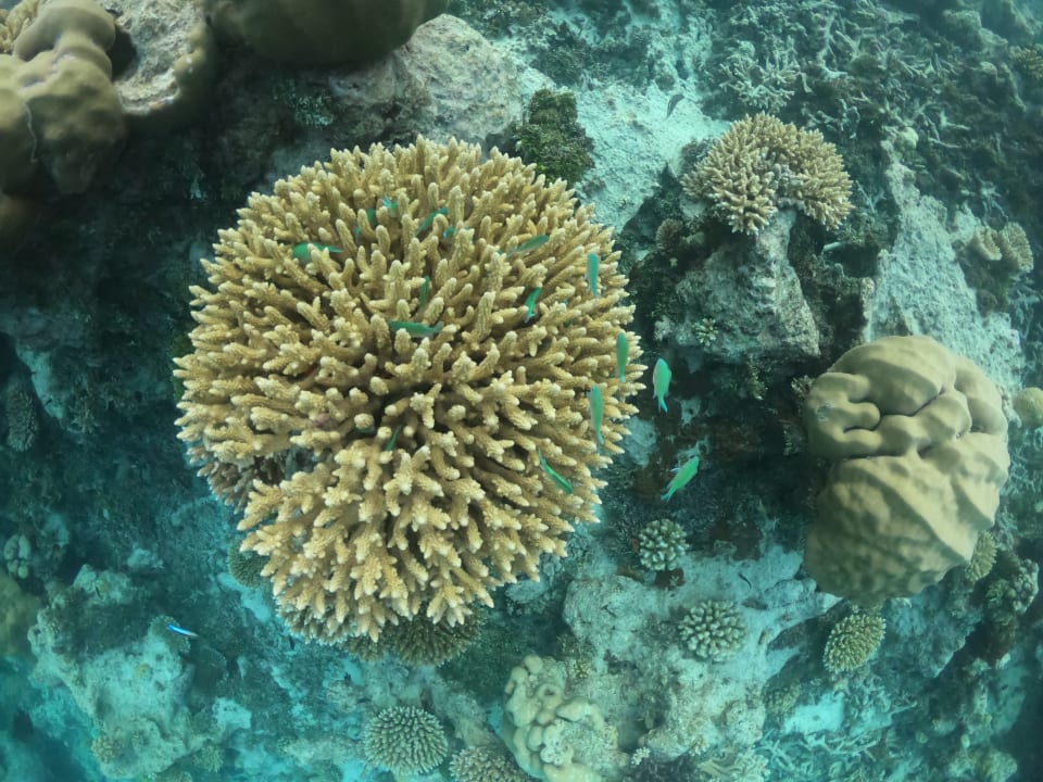 Sport & Freizeit ROBINSON MALDIVES