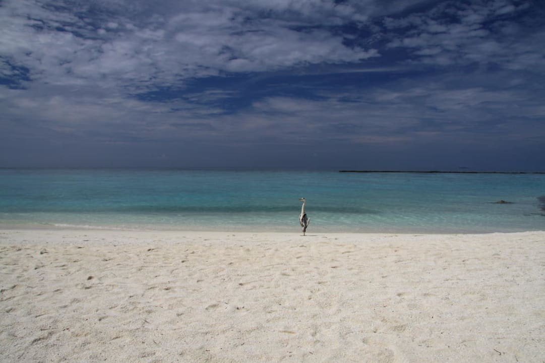 Weißer Sand wohin das Auge blickt Velassaru Maldives