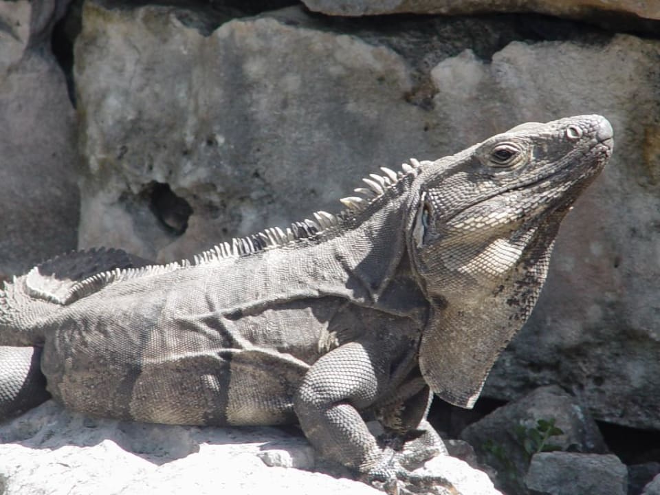 Leguan Bel Air Collection Resort & Spa Riviera Maya