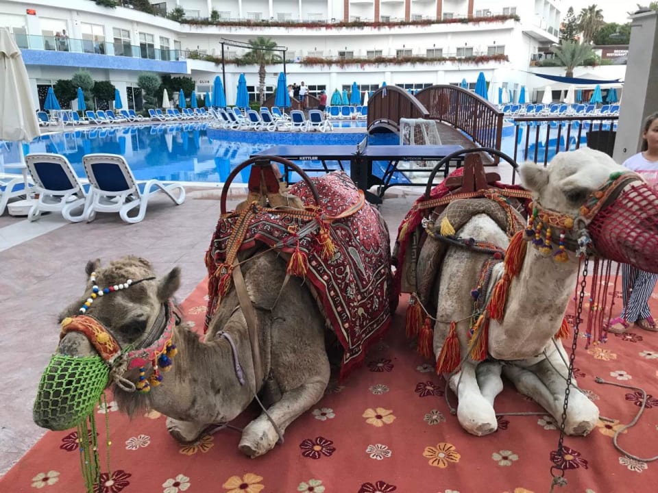 Pool Side Prenses Resort & Spa