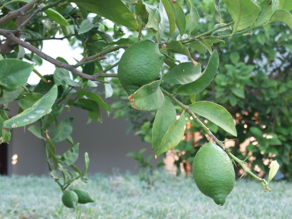 Drzewa owocowe na terenie ogrodu hotelowego TUI BLUE Oceanis Beach and Spa Resort