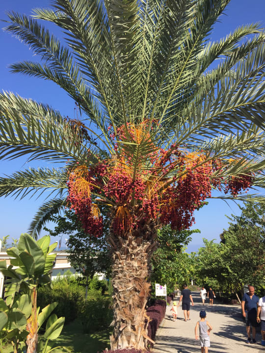 Gartenanlage Acapulco Beach Club & Resort