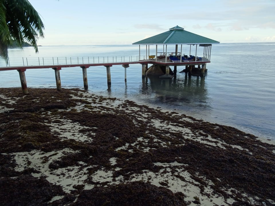 Leider nicht sehr einladend übersät mit Seegras The Coco de Mer Hotel & Black Parrot Suites