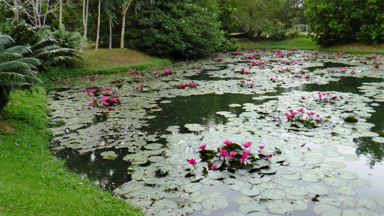 Der Seerosenteich vor Gebäude H Dusit Thani Krabi Beach Resort