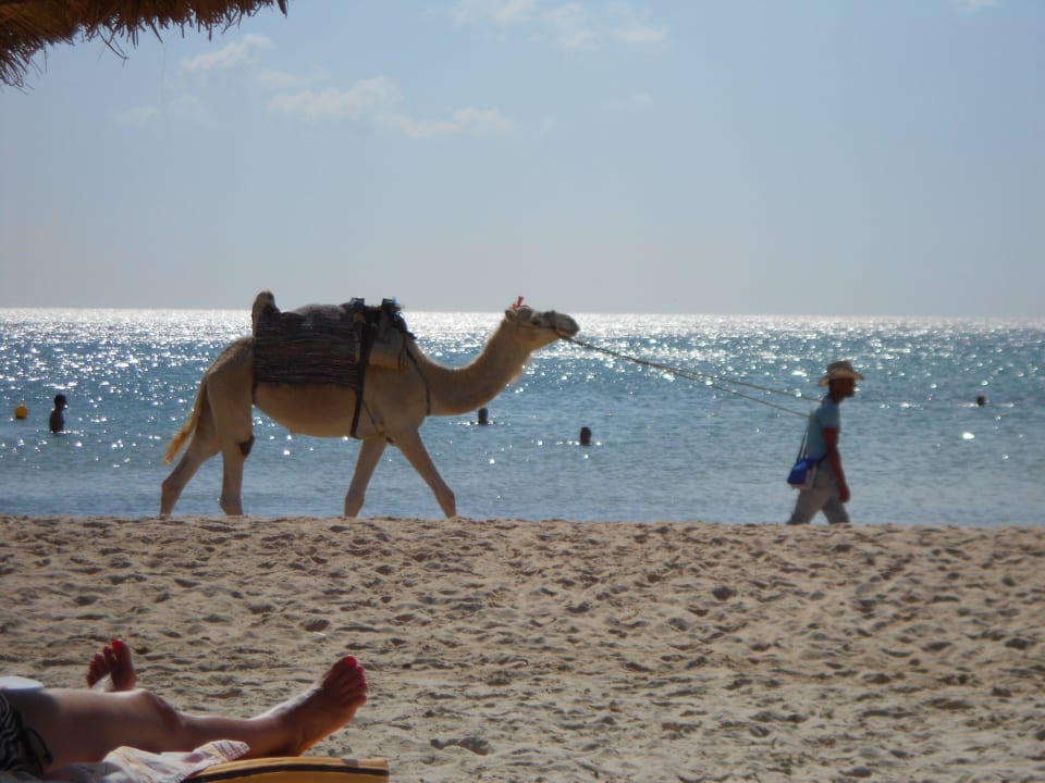 Velbloudi na pláži AQI Venus Beach