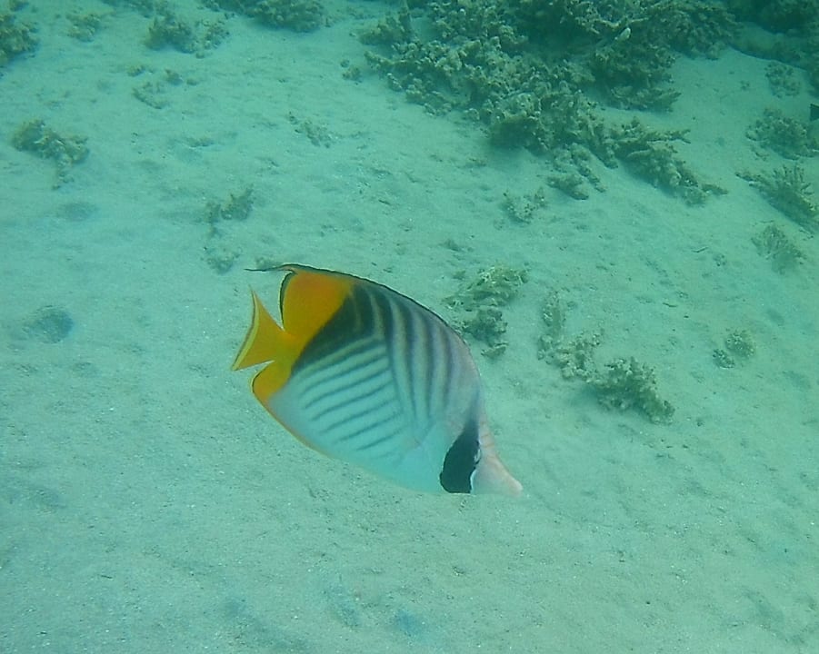 Sport & Freizeit Cleopatra Luxury Resort Makadi Bay