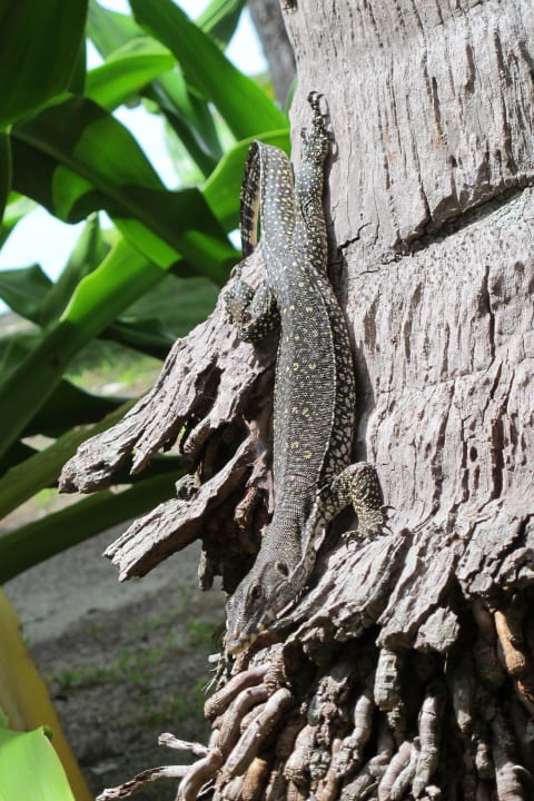 Varan Nunukan Island Resort