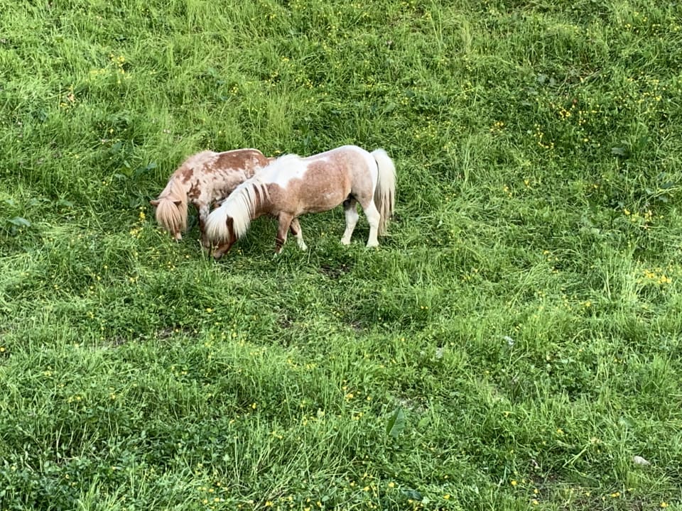 Gartenanlage Dachsteinkönig - Familux Resort