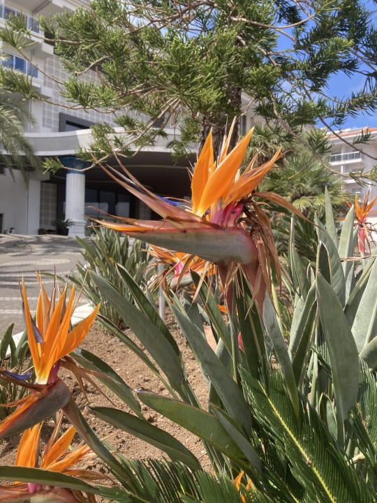 Gartenanlage Seaden Sea World Resort & Spa