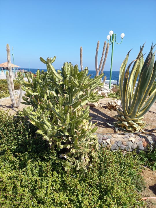 Gartenanlage Sentido Akassia Beach