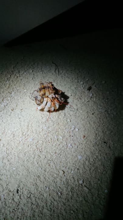 In der Nacht sieht man einiges. Summer Island Maldives