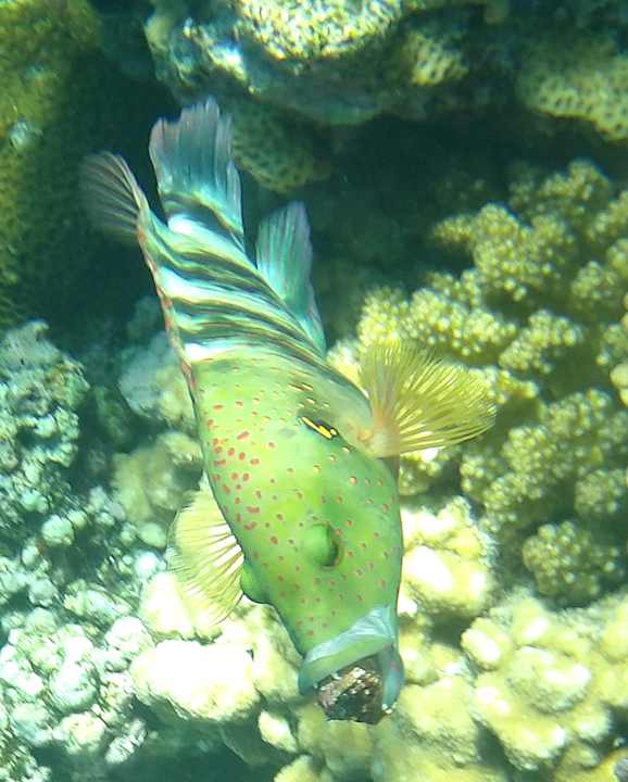 Sonstiges Sentido Akassia Beach