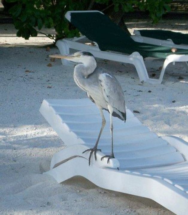 Ein Vogel als Strandgast Meeru Maldives Resort Island