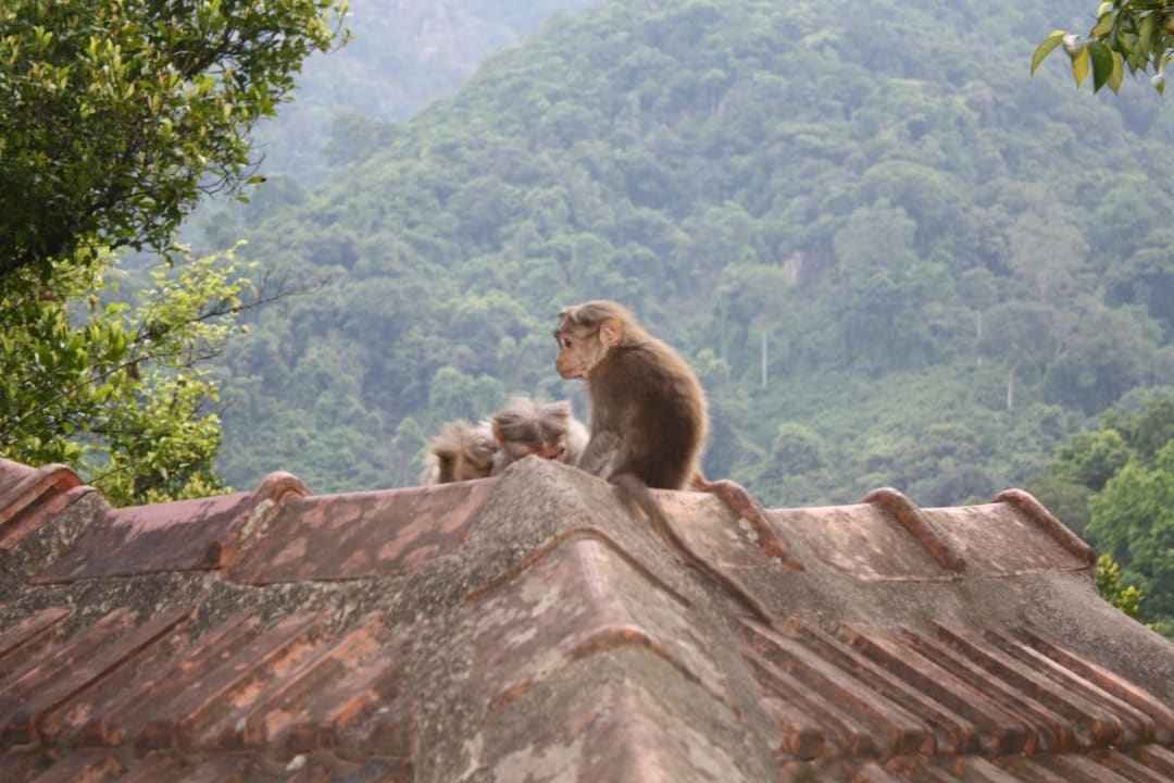 Dauergäste Kurumba Village Resort