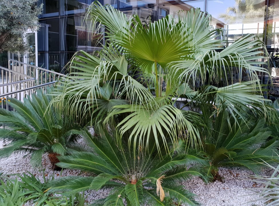 Gartenanlage Palm Wings Kusadasi Beach Resort & Spa
