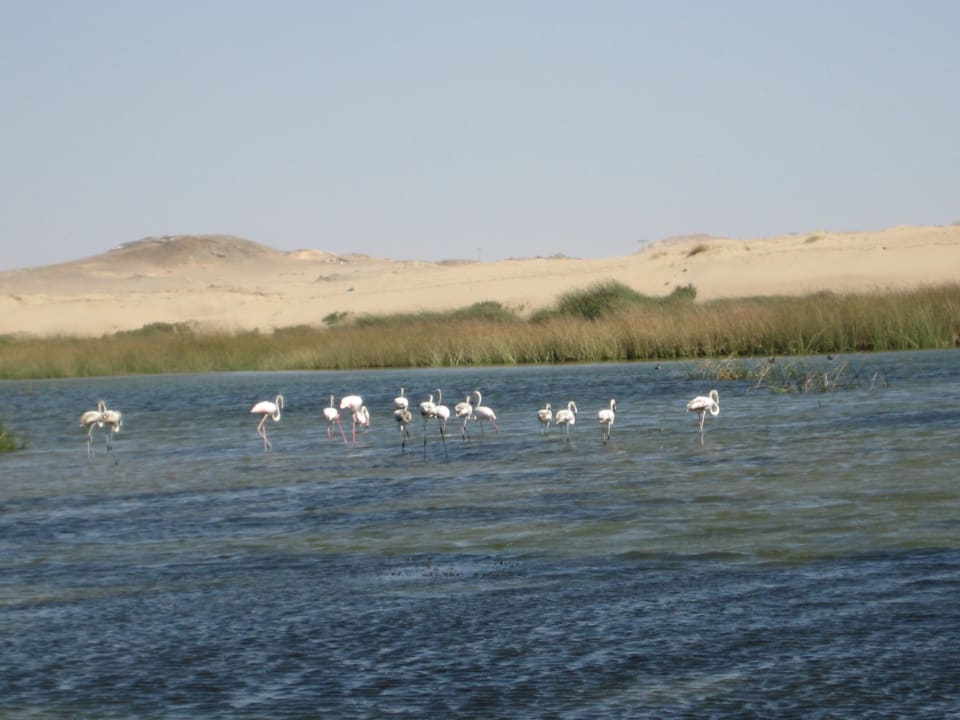 Strand Wyndham Garden Salalah Mirbat