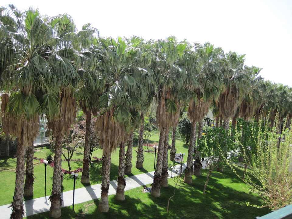 Palmenallee Hotel Gardenia Beach