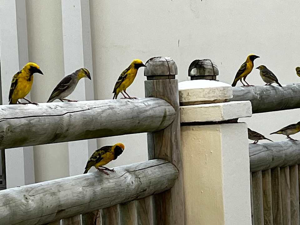 Gartenanlage Lagoon Attitude - Adults only