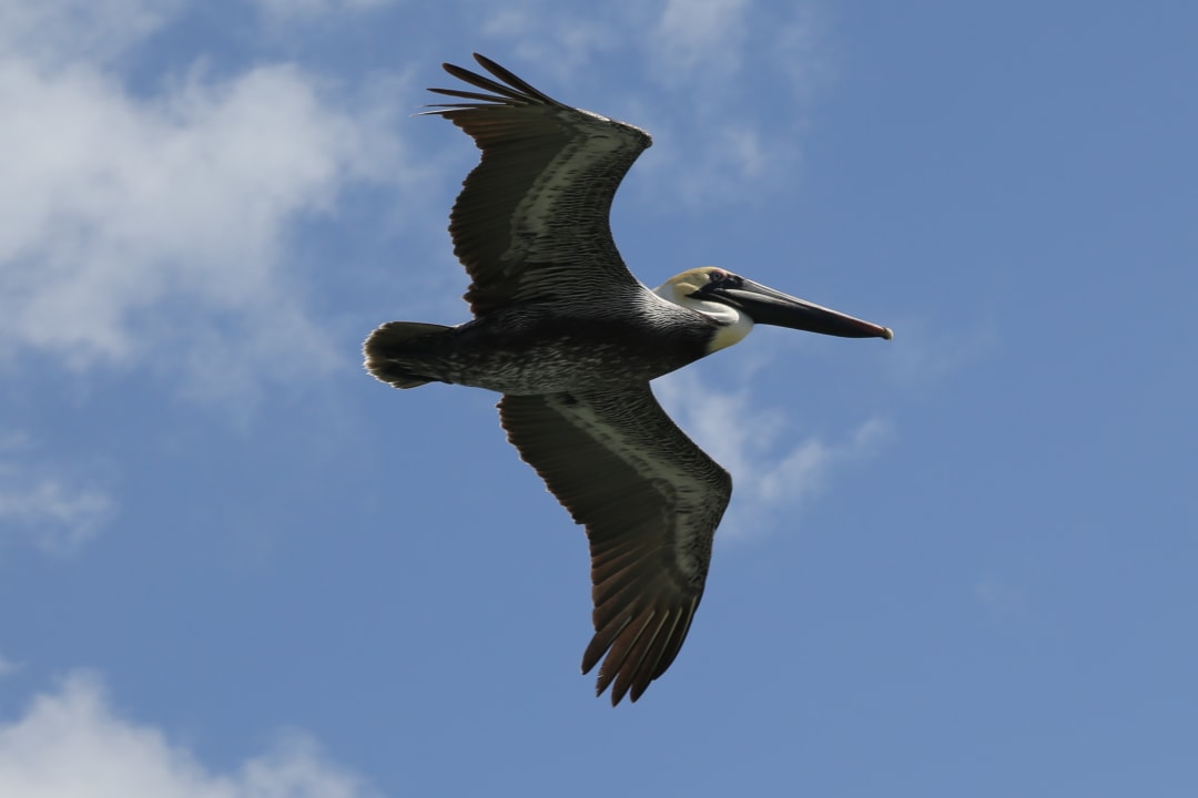 Pelikan Paradisus Varadero Resort & Spa