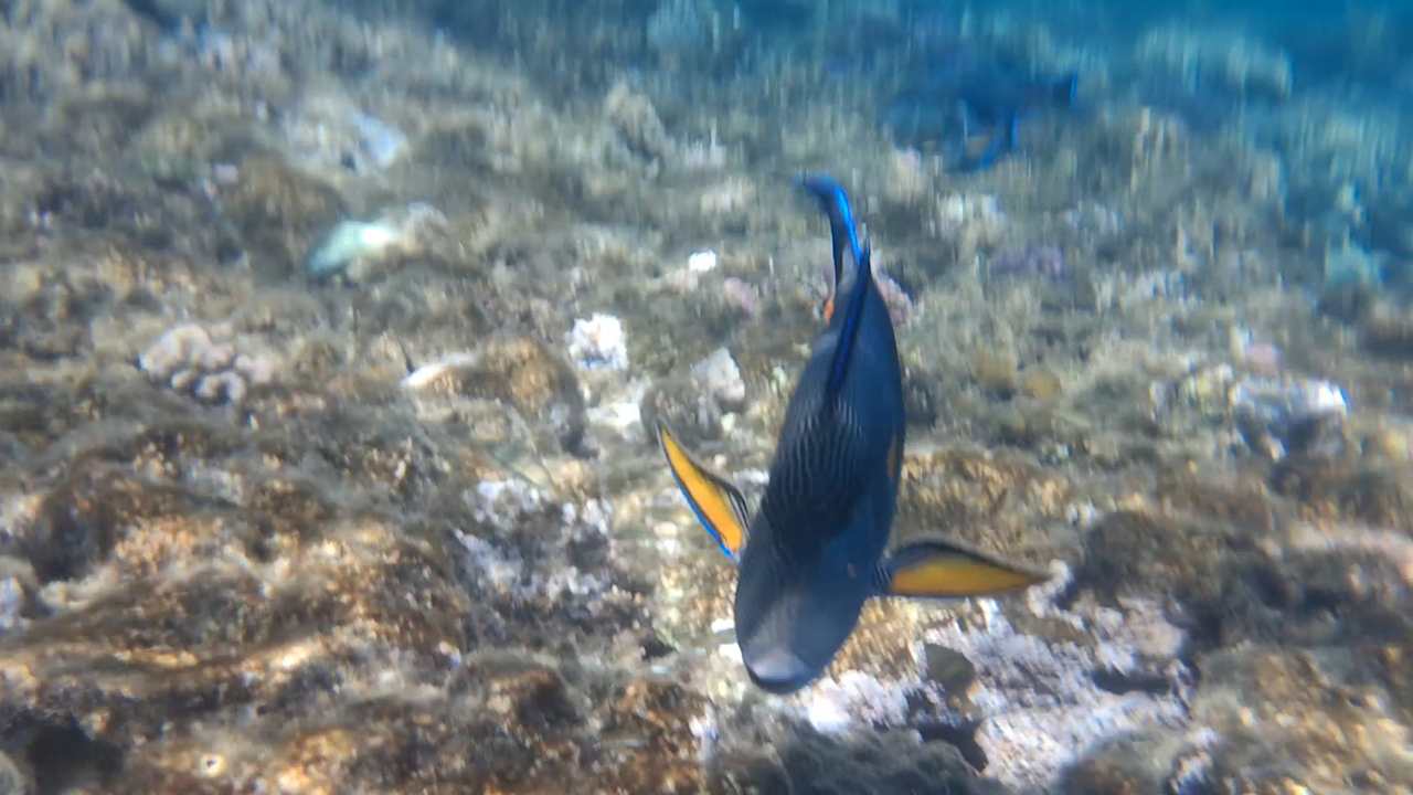 Strand Steigenberger Coraya Beach - Adults only