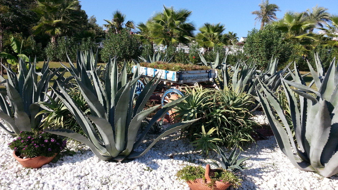 Kakteen-Beet Hotel Turan Prince