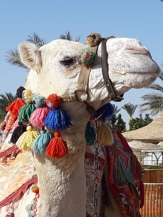 Sonstiges Desert Rose