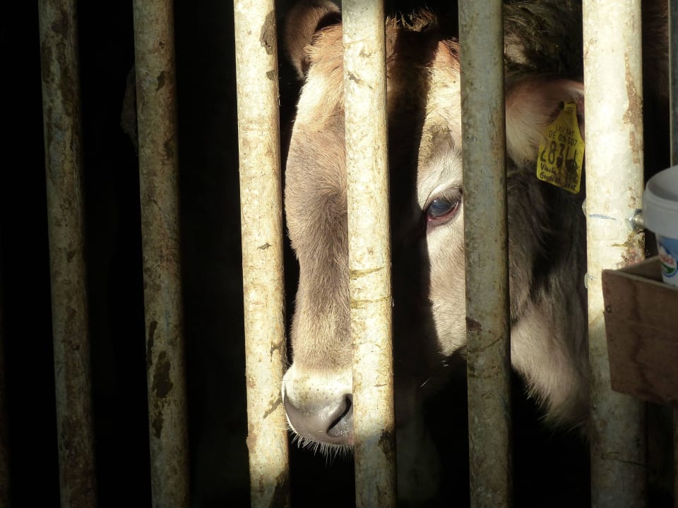 Kälbchen im Stall Kittelhof