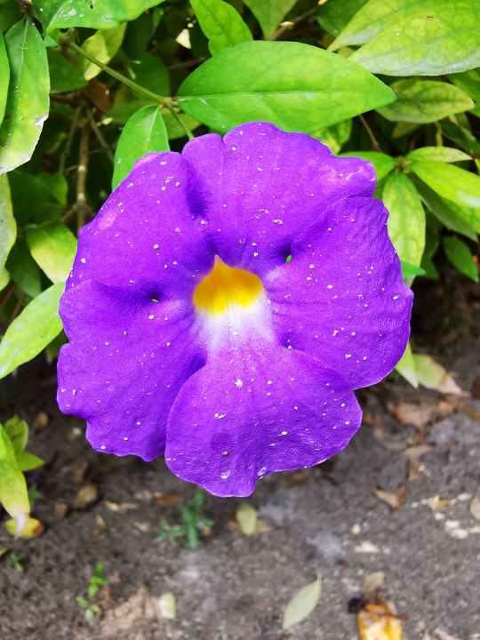 Gartenanlage Kuramathi Maldives