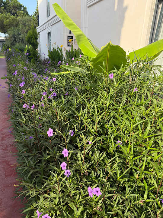 Gartenanlage La Benata Hotel