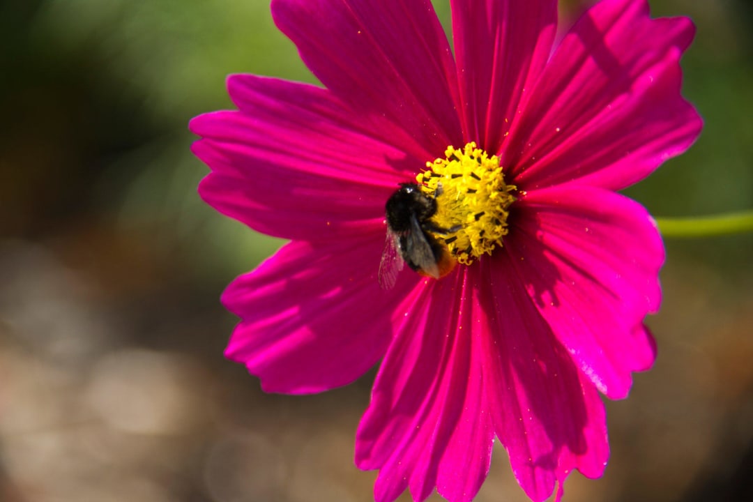 Aus dem Blumenbeet Landhotel Gockelwirt