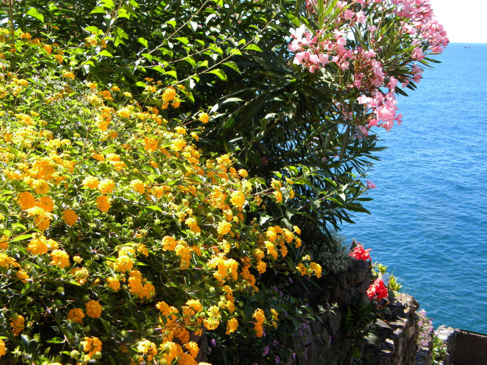 Blütenpracht hoch überm Meer Hotel The Cliff Bay (PortoBay)