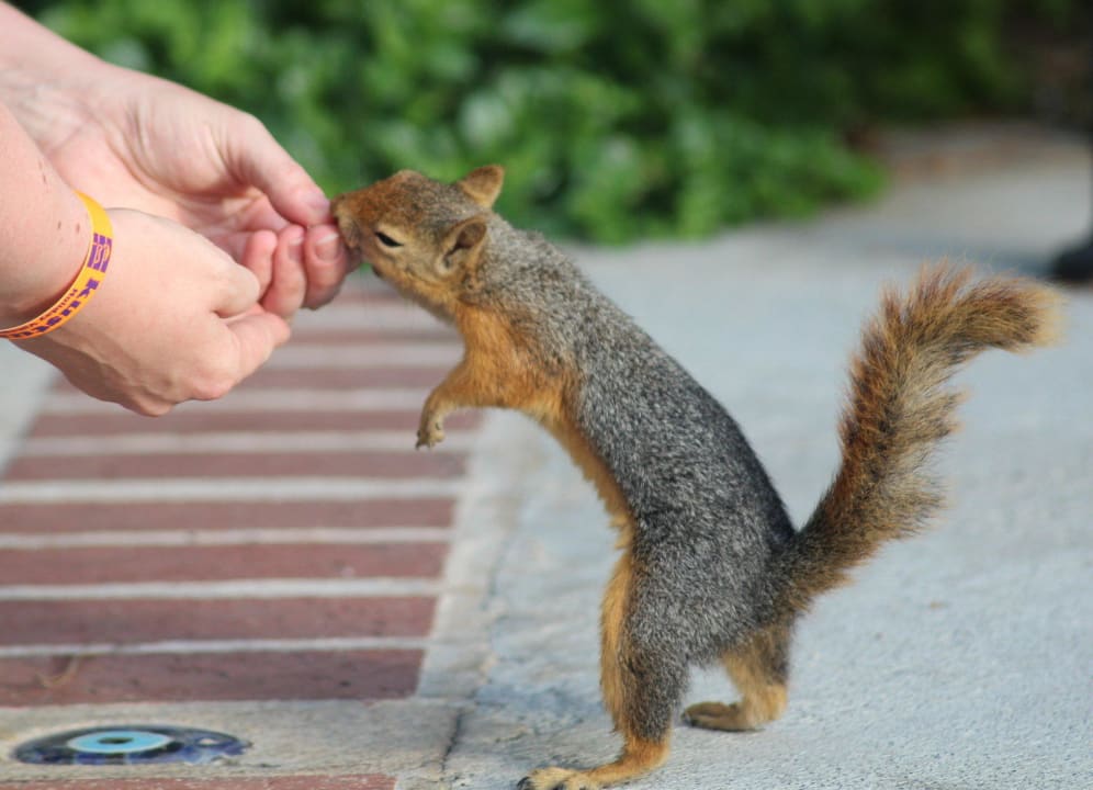 Überall laufen sie rum Kustur Club Holiday Village