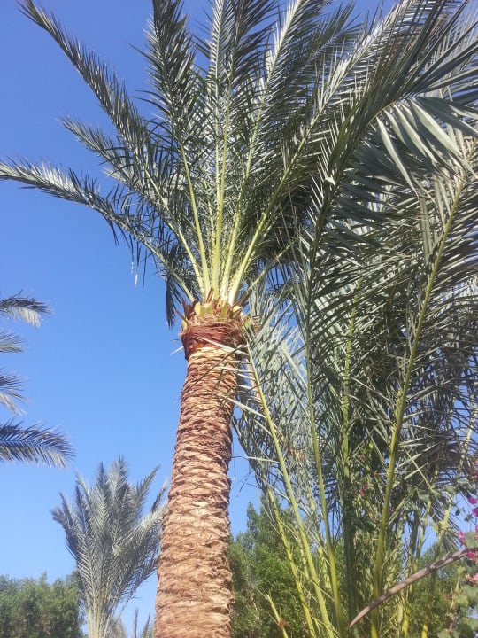 Giftun  Giftun Azur Resort