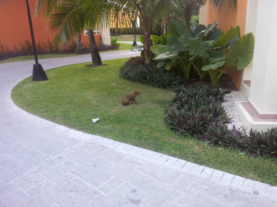 Tierwelt  Bahia Principe Grand Tulum