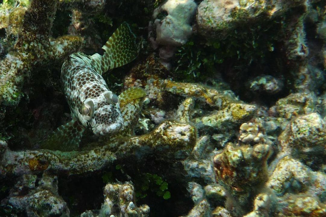 Unterwasserwelt Angaga Island Resort