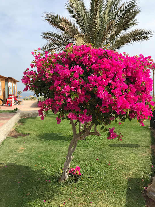 Gartenanlage Three Corners Sea Beach Resort