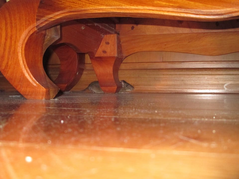 Ratz in 106 Koh Chang Paradise Resort & Spa