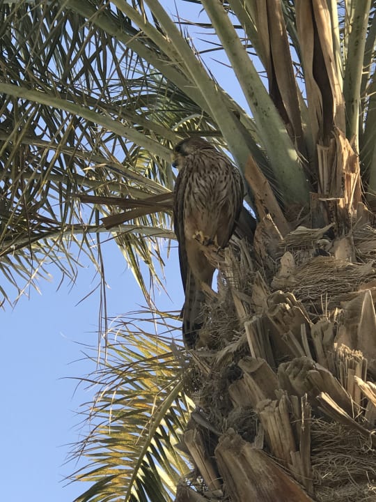 Gartenanlage ROBINSON SOMA BAY