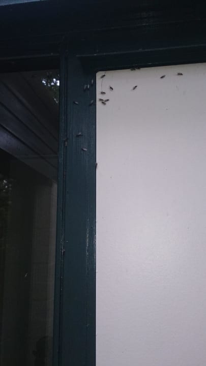 Der Eingang, nicht zumutbar ! Center Parcs Het Heijderbos