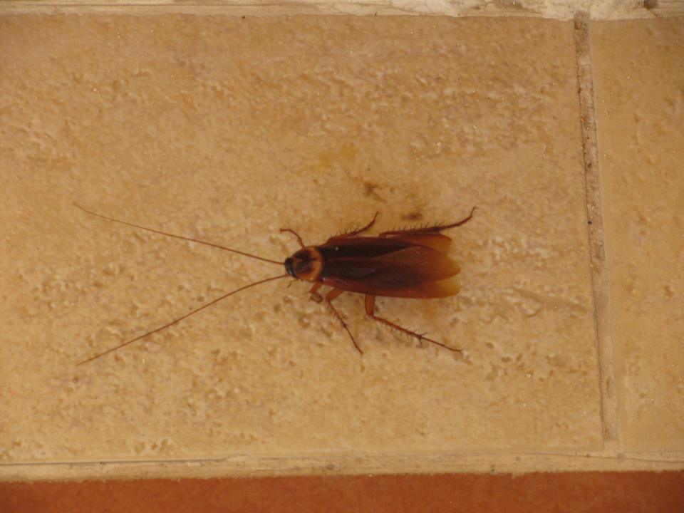 Kakerlaken vor unserer Eingangstür Sea Beach Edge By Rotana