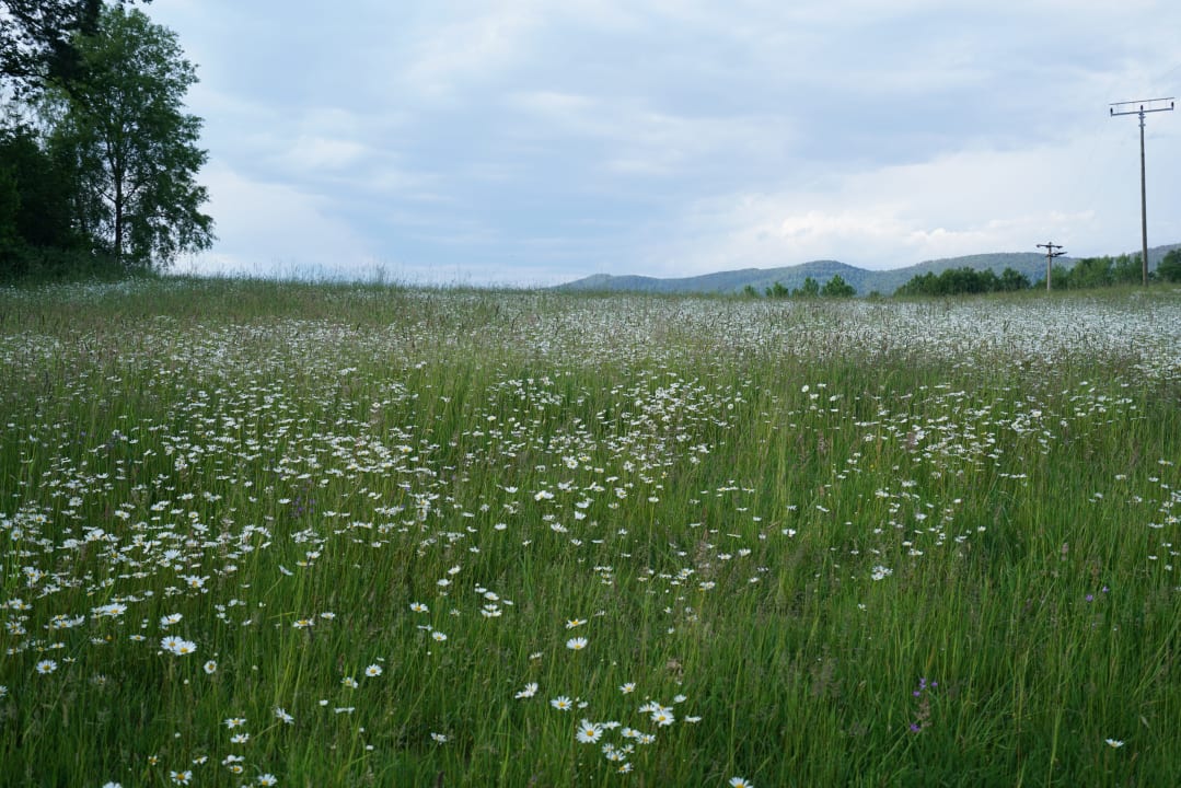 Ausblick Wildgatter Ferienappartements