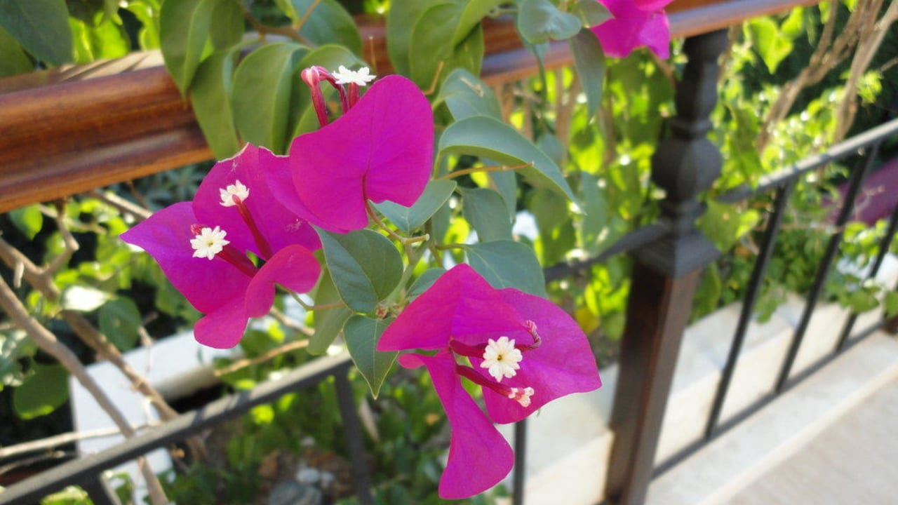 Blumen in der Anlage Club Boran Mare Beach