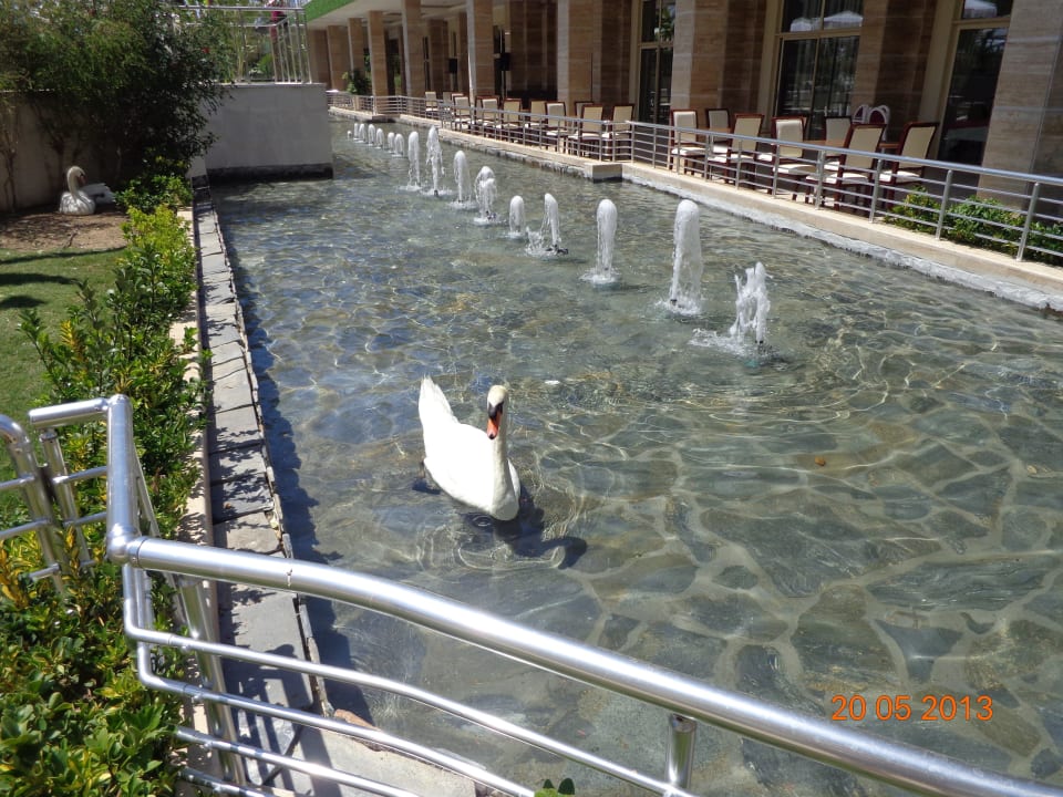 Schwanenfamilie Dobedan Exclusive Hotel And Spa