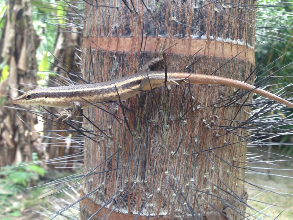 Eidechse The Coco de Mer Hotel & Black Parrot Suites