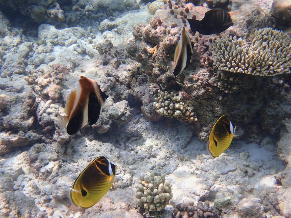 Sport & Freizeit Filitheyo Island Resort