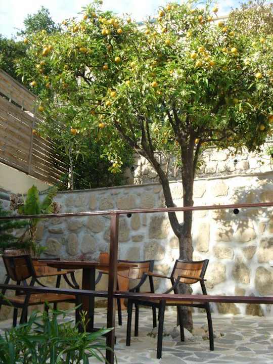 Villa les Mimosas - Menton Maison d'hôtes Villa Les Mimosas