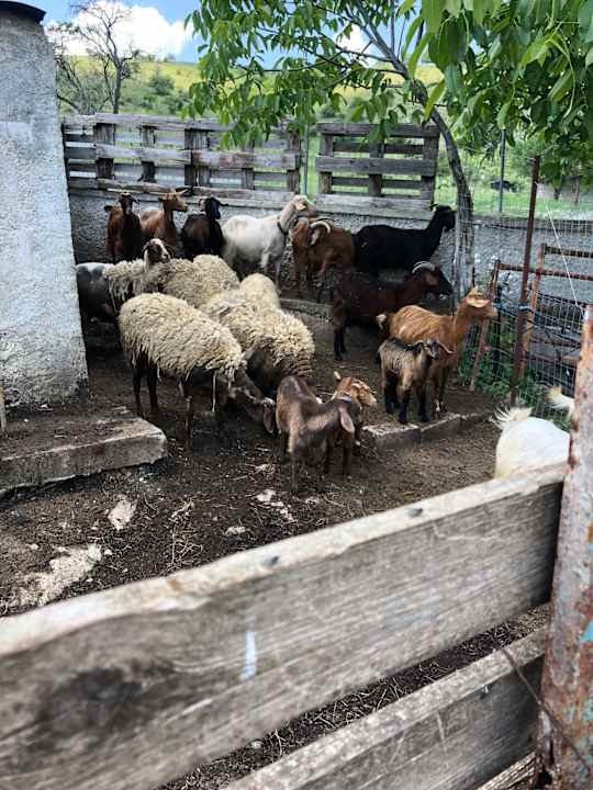 Sonstiges Acrotel Sofia's Guesthouse