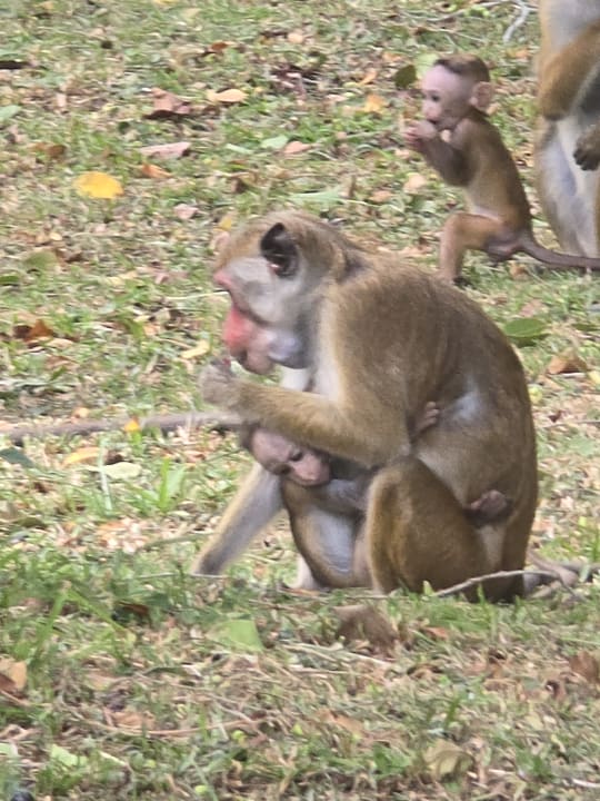 Sonstiges Habarana Village by Cinnamon